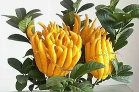 金黄诱人的果实长成了纤纤玉指，奈何我栽它摘它然后吃了它图片