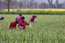 蒜苔为啥有红帽和白帽之分？买蒜苔怎么选？看看种蒜老农怎么说的图片