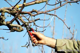 苹果大树长接穗斜劈接方法图片