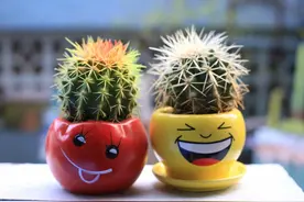 各式各样的仙人球集锦图片