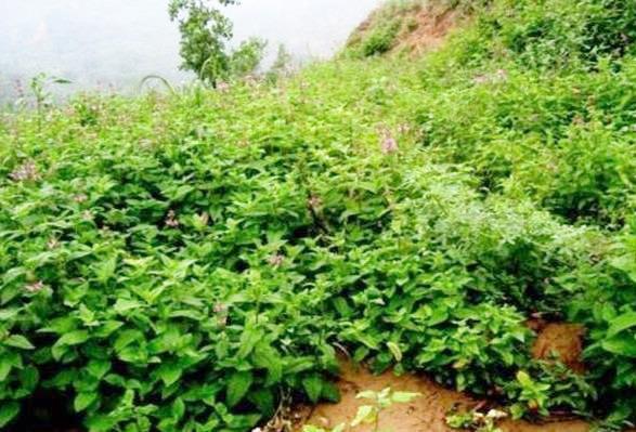 有种作物地，下块茎很像蚕宝宝，在北方栽培居多，你认识吗