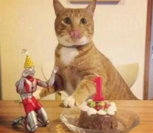 自从猫咪有奥特曼陪伴后，变得异常活跃，看到相处模式主人舒服了