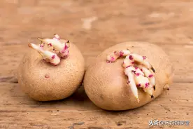 发芽的土豆有毒，花生却营养更好，这 4 种必须扔图片