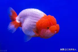 观赏鱼最常见的8种鱼病，及其治疗和预防办法，早晚都会用到图片