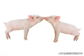 有一种爱叫做“猪的爱情”图片