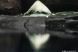 武汉北极熊吃粽子 饲养员包的馅是多春鱼和蔬菜图片