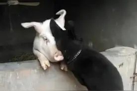 土狗总往猪圈跑，主人好奇跟去后却觉得没眼看：太扯犊子了吧图片