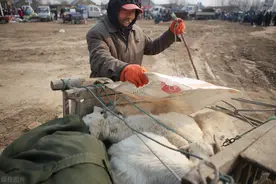 羊贩子来村里收羊，老人说羊贩子摸过的羊就得卖，不然也活不长图片