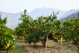 草甘膦这样用，效果比百草枯还好图片