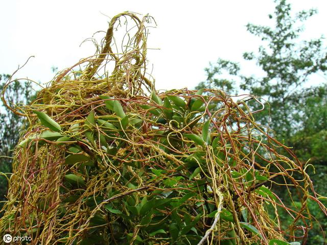 “偷”营养又“偷”基因！科学家在寄生植物领域又一新发现