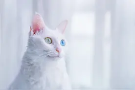 天妒美人？！为什么异色瞳、陨石色的美猫美狗多有听力障碍？图片