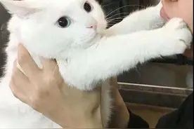猫咪为何爱护老幼，却不待见铲屎官？画面过于真实图片