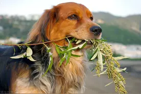明朝古刹埋尸案：奸僧行凶，义犬告状，一条狗牵出的谋财害命血案图片