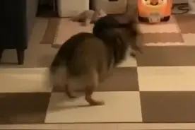 狗狗们的斗舞你见过吗？「哈哈」不仅有节奏感，还不时“神同步”图片