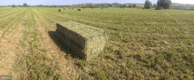 牧草之王——苜蓿，牛羊喂养过程要注意膨胀病