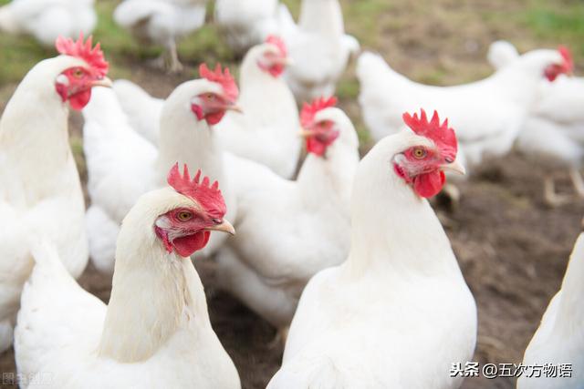 伴性遗传，芦花鸡的奥秘