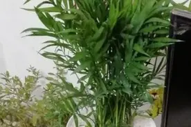凤尾竹的养护方法图片