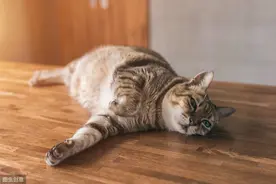 猫咪太瘦了怎么办？不要过分追求肥胖，胖瘦适宜才能避免疾病发生图片