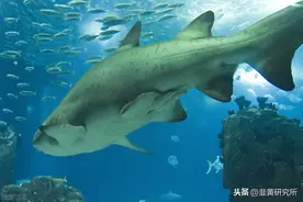 如何得知机构的动向？机构持股，信息来源一览图片