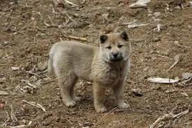 1筐鸡蛋换来的小土狗，敢与蛇拼命，老死在自家地里图片