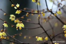 国学经典之《论衡》导读第七十八讲：定贤篇图片