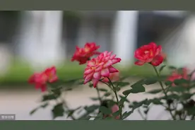 网购月季花价格虽便宜，却是考验养护技术的活，切记注意这几点图片