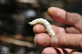 养蚕过程中，蚕种孵化时为啥出现死卵的现象呢？掌握好4点可预防图片