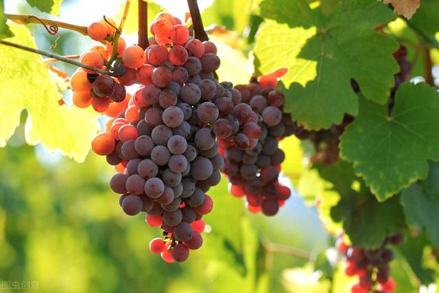 果树补钙，一年中有3个黄金时期，补钙用肥要注意2点