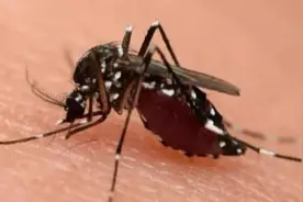 一只喝饱血蚊子的自我陈述（续）图片