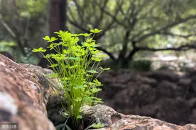 “掌上植物专家”来啦！用“形色识花”随手一扫，识别花草图片