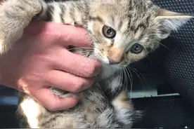 无意将猫头摁到了水盆里！从此我和猫便结下的梁子图片