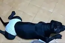 狗狗来“大姨妈”，主人自制了卫生用品，套上后自己都绷不住了图片