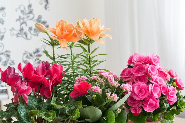 家里4种过期药片不要扔，养花用得上，防黄化、杀菌、生根全搞定