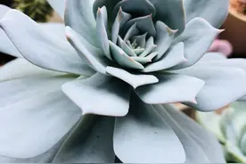 这种颜色的多肉植物你见过没？蓝鸟系列多肉植物—薄叶蓝鸟多肉~图片