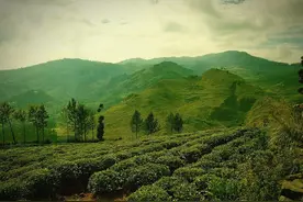 饮茶历史盛于唐朝—煎茶煮饮成风俗图片