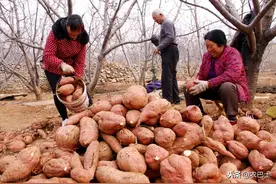 红薯安全越冬有窍门！试试这个土办法，不冻伤、无腐烂图片