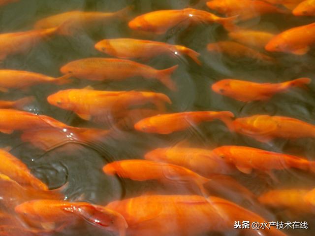 如何增强养殖鱼类的抗应激能力？养殖户须知