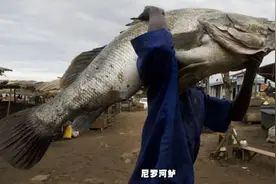 非洲第一大淡水湖渔业崩溃，尼罗河鲈鱼背锅？西瓜视频有真相图片