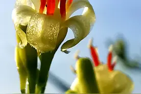 重大发现——“千年”的龙血树，突然悄悄地开花了图片