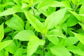 “洋姜”学名原来叫“菊芋”图片