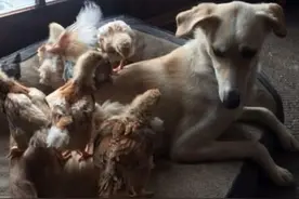 家里狗狗天天孵着鸡蛋，主人原本很是欣慰，一段时间后却懊悔无比图片