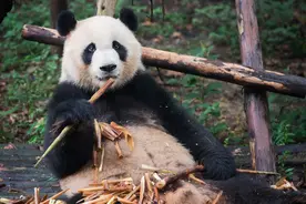 解密山海经：传说中蚩尤的坐骑食铁兽，原来是这萌货图片