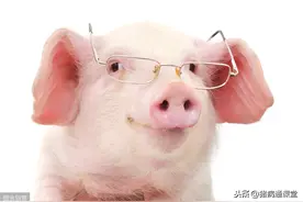 资深养猪人语录总结，你了解多少？图片