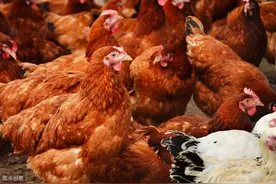 土鸡养殖：为什么我买回家的脱温鸡伤亡率比较高图片