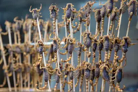 夏夜捉蝎子：那是一种令人魂牵梦萦的乡愁图片