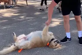 不想回家！金毛和主人大战几个回合，赖在地上不走，路人都笑了图片