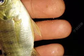 鱼口连连，一夜小非，一夜鲢鳙图片