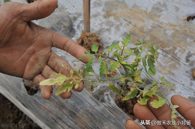 作物药物灌根防治病害效果差？学会这10个用药技巧效果能翻倍