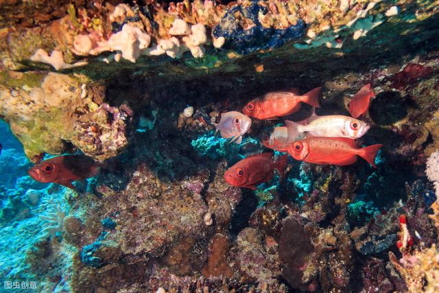 「必看」腐植酸、氨基酸、鱼蛋白、海藻素肥分别有什么作用？