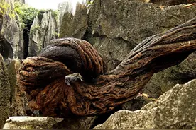 有一味中药既补血又能活血，还调经，祛风湿，调理气血不足图片